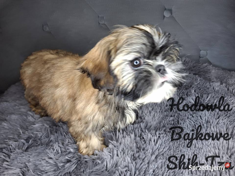 Szczeniaczki shih tzu suczki pieski czekoladowe Grabów