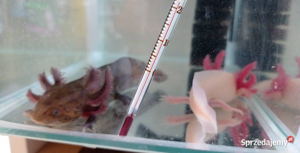 Aksolotl Abystoma Mexykańska Akselotl Różne Rzeszów