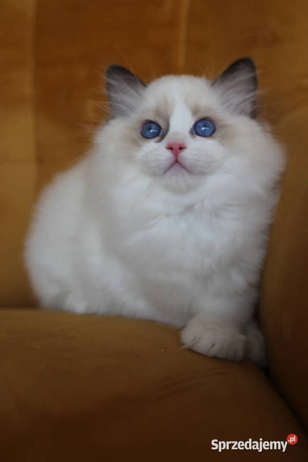 Koteczka Wicca z hodowli Castillo Cat Zwierzęta Santocko