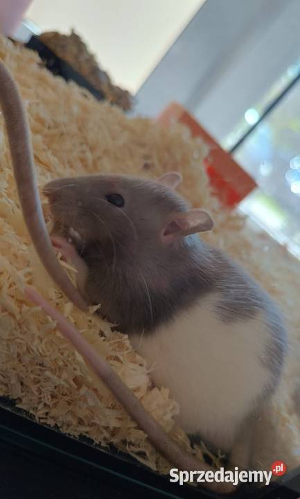 Szczury Jawor