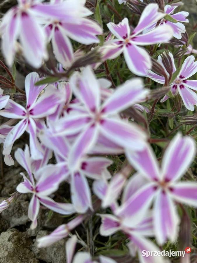 Floks mix kolorów zakwitnie na wiosnę Lublin sprzedam