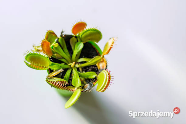 Dionaea muscipula w akcji dynamiczne pułapki Brzeg Dolny
