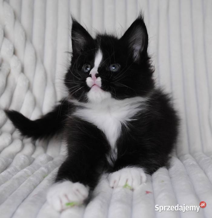 Piękne i duże kocurki maine coon dolnośląskie Brzezia Łąka