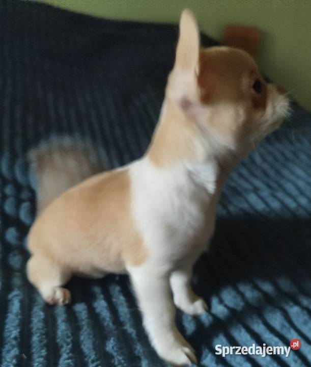 Chihuahua sunia krótkowłosa mini Konin