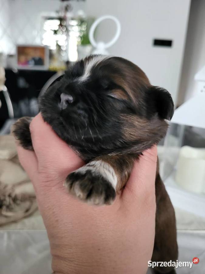 Pieski shih tzu tricolor i złoty z czarną maską Poręba sprzedam