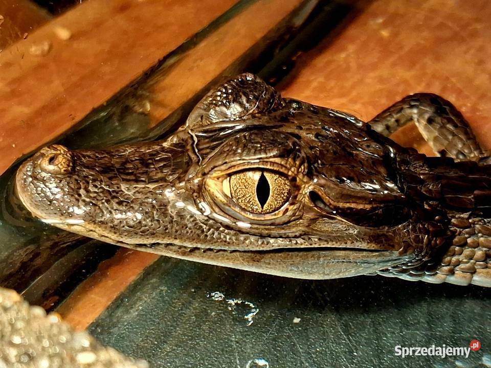 Sprzedam młode Kajmany okularowe Caiman śląskie Katowice