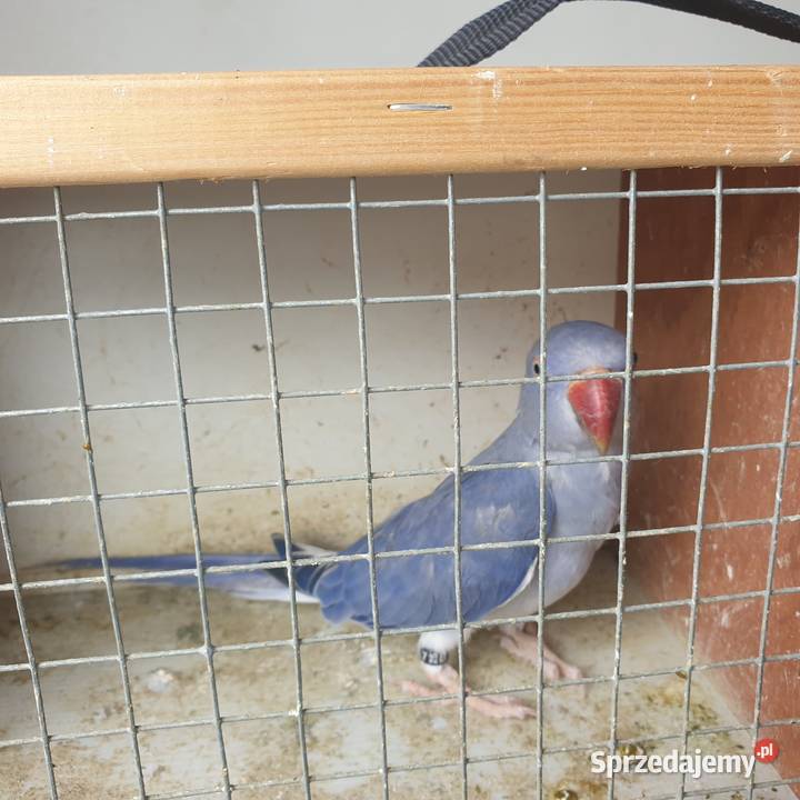 Aleksandretta obrożna g o