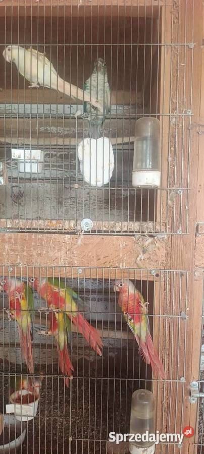 Rudosterki red face pineple Tychy