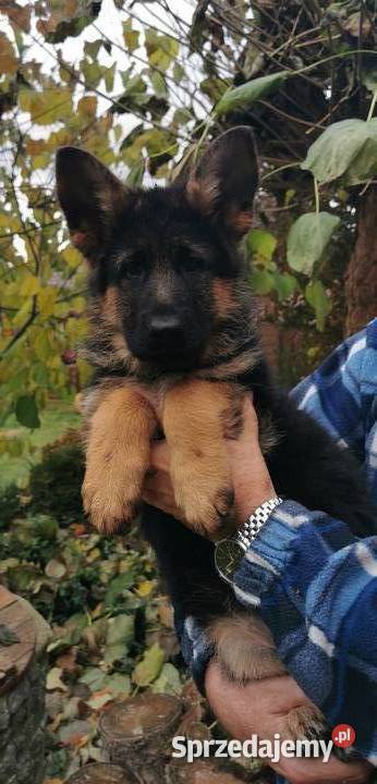 Owczarek Niemiecki - FCI - wybitne szczenieta Owczarek Niemiecki - FCI - wybitne szczenieta