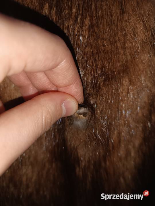 Futro naturalne z piżmaków Rozmiar 36(S) Brzeziny