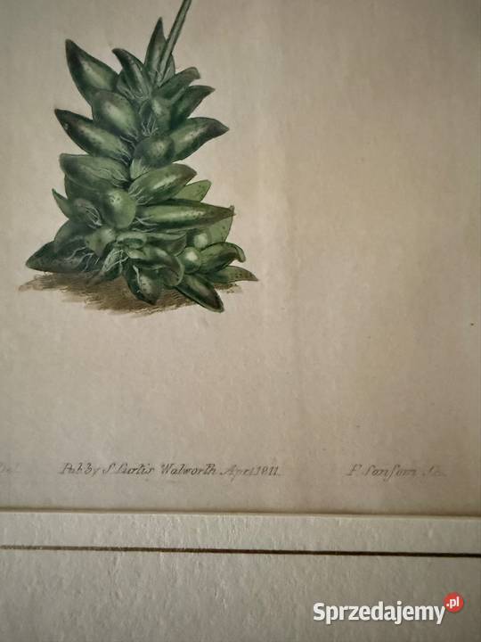 Antyczne Ryciny Botaniczne Miedzioryty 1797 1811 śląskie Czerwionka-Leszczyny