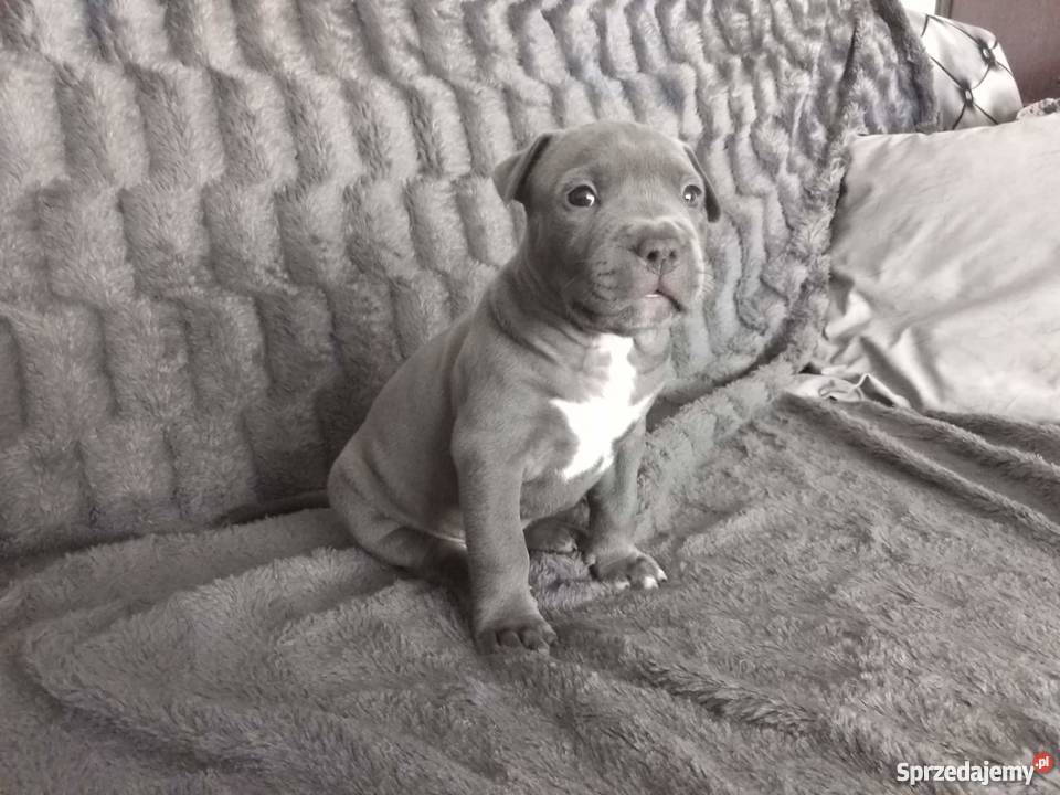 Miot Pieknych Amstaff Blue Silne Szczeniaki pomorskie sprzedam