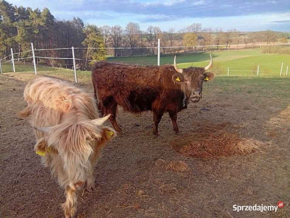 Krowy Highland stado 12 bydło mięsne szkockie Rolnictwo pomorskie Płachty