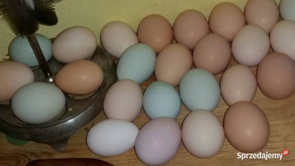 Jaja kurze z wolnego wybiegu Opole