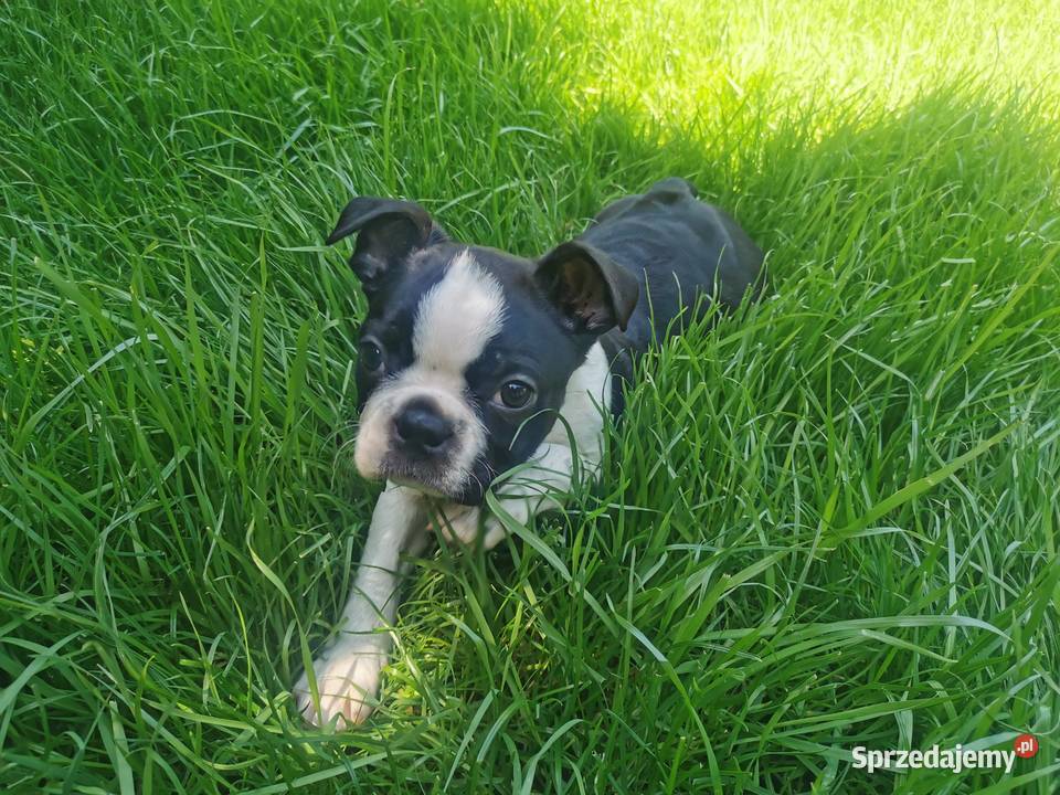 Pies Chłopiec Boston Terrier Szczeniak Sunia 2r Grodzisk Wielkopolski