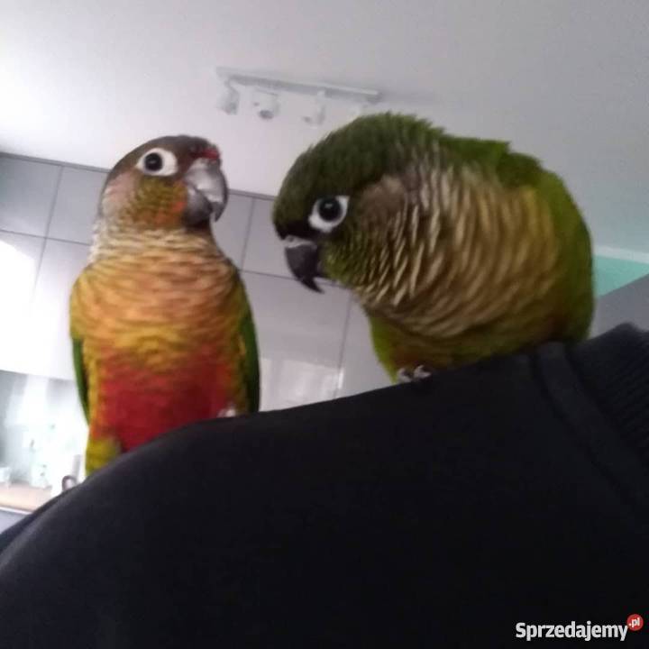 Papugi zachodniopomorskie Szczecin