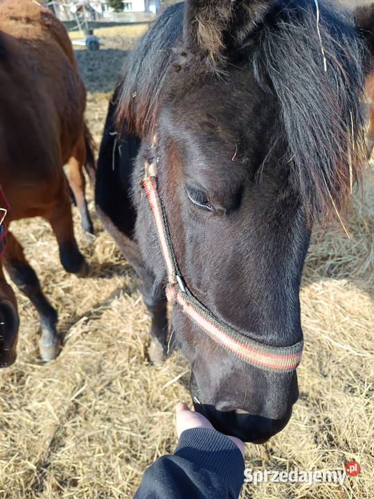 Źrebaki huculskie podkarpackie