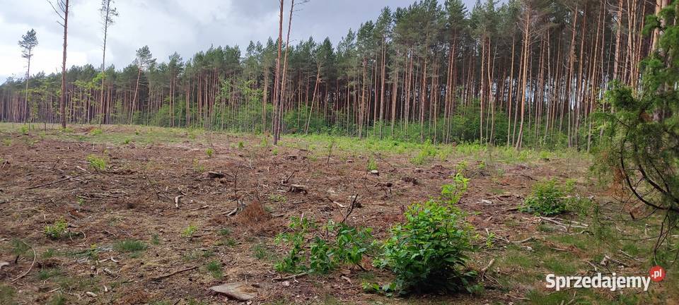 Działka leśna 242 ha całkowitym wyrębie drzew mazowieckie Daniłówka Druga sprzedam