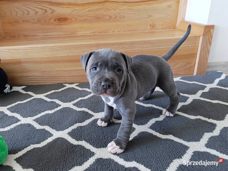 Amstaff błękitne szczenięta mazowieckie Płock