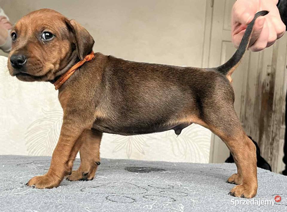 Pinczer średni szczenięta rodowodowe Konin