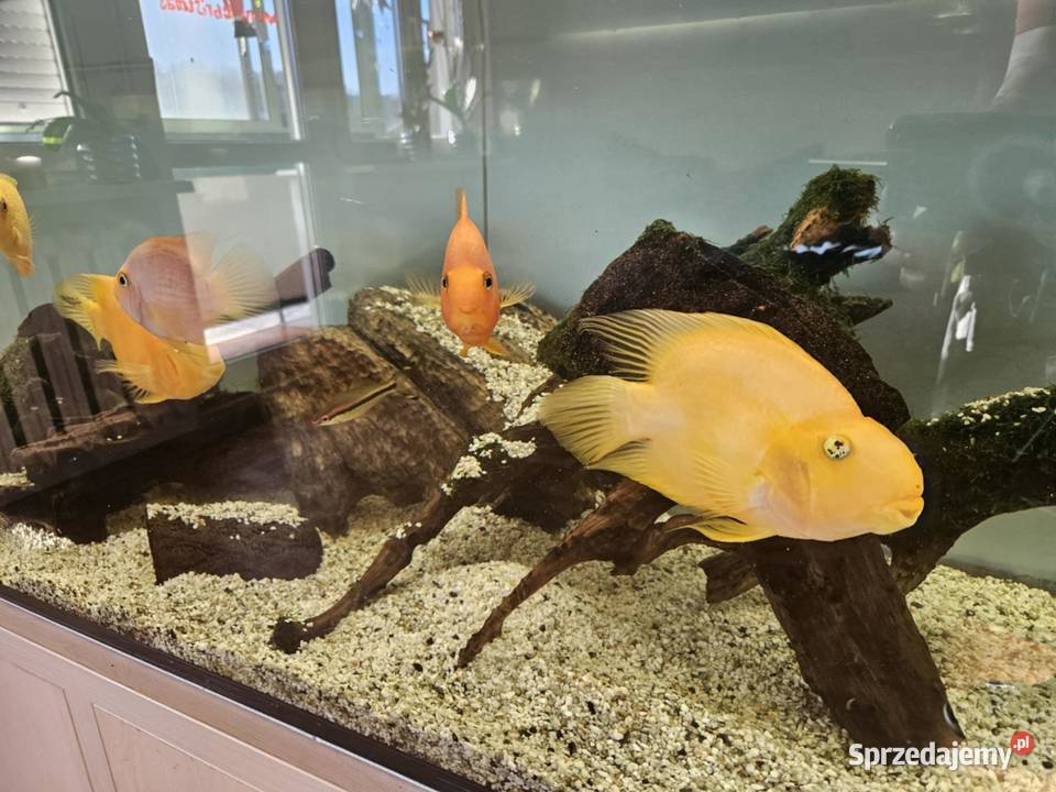 Akwarium 500L 200x50x50 szafka robiony na Szczecin