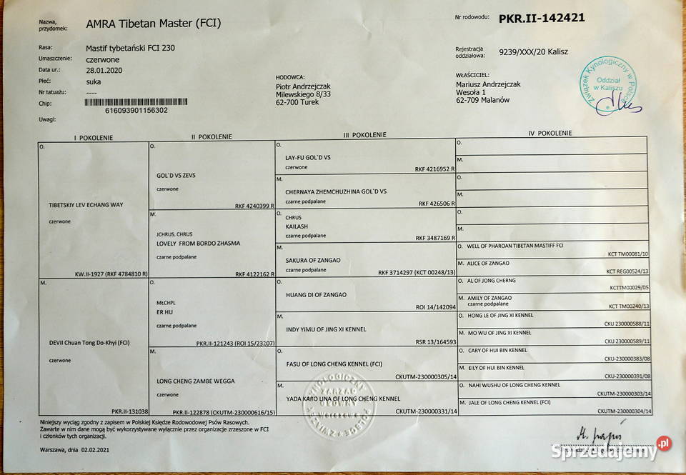 Mastif tybetański FCI Malanów sprzedam