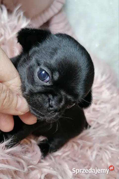 Chihuahua Plenna