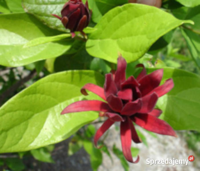 KIELICHOWIEC WONNY Calycanthus floridus NASIONA Lubanie