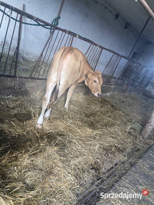 Jałówka Dryganek Duży Sprzedajemy.pl
