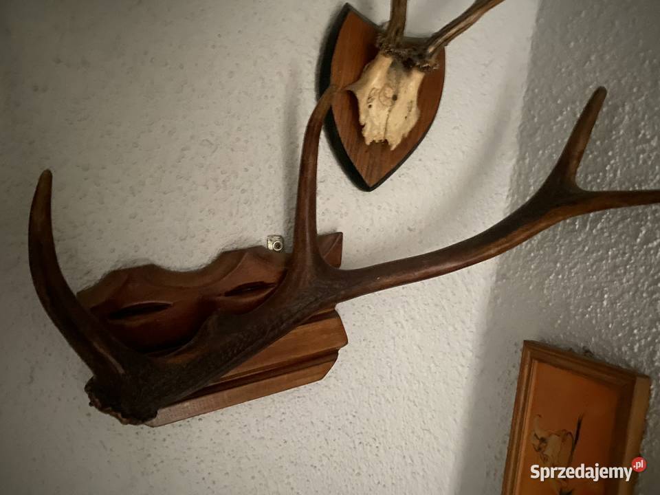 Poroża rogi Pozostałe Iława