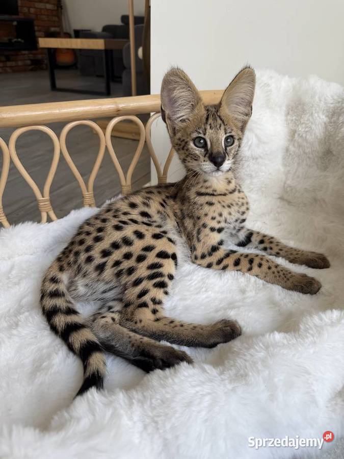 Samiec Serwal Kraków