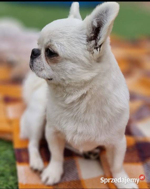 Chihuahua przepiękny biały chłopiec Złocieniec sprzedam