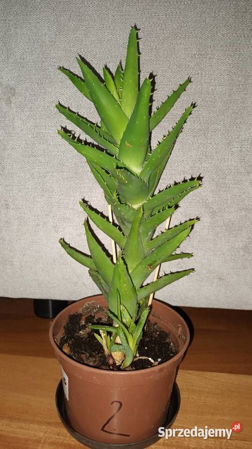 Aloes zielony 2 roślina rosnąca wysokość 35 sprzedam