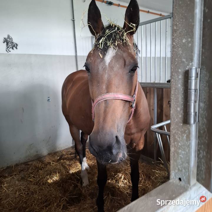 Wolny boksy w stajni przydomowej Hotel BŁASZKI Błaszki