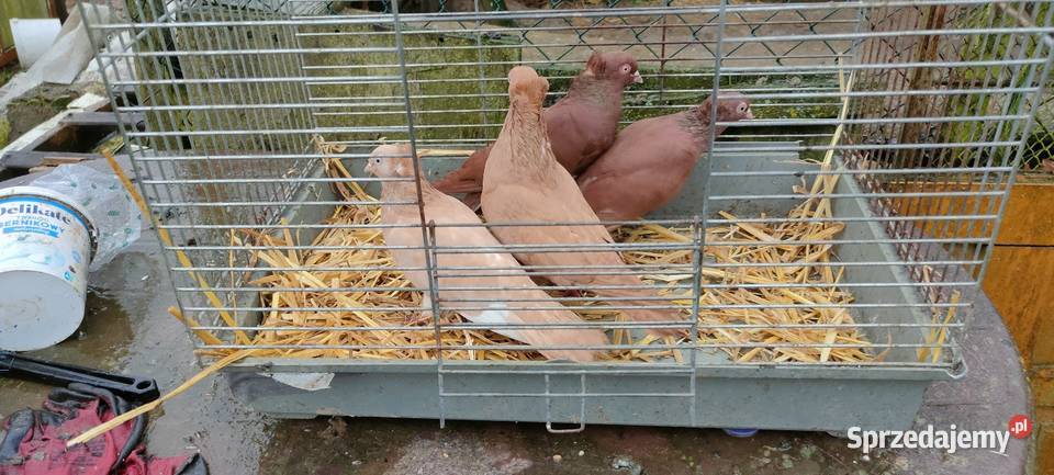 Sprzedam gołębie ozdobne lubelskie Tokarówka sprzedam