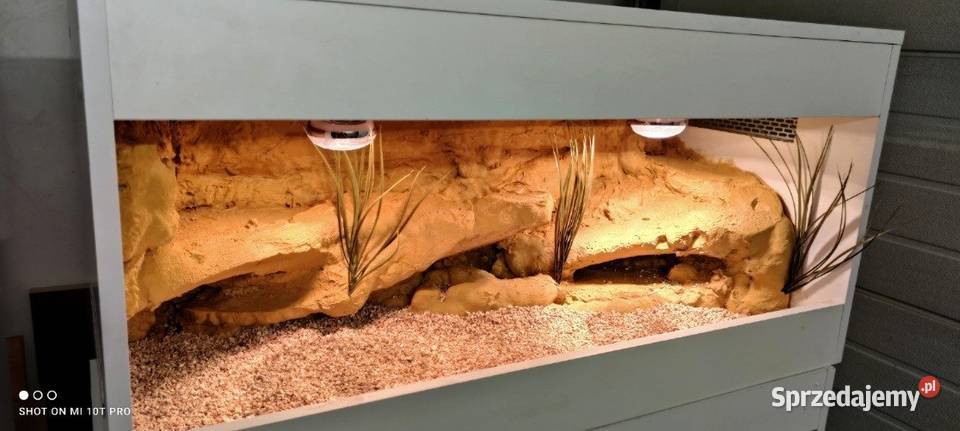 Terrarium pustynne gekona lamparciego agamy Świebodzin