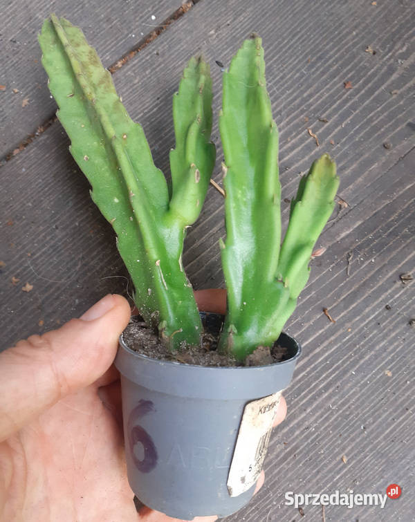 Stapelia grandiflora 6 duże włochate kwiaty Kraków