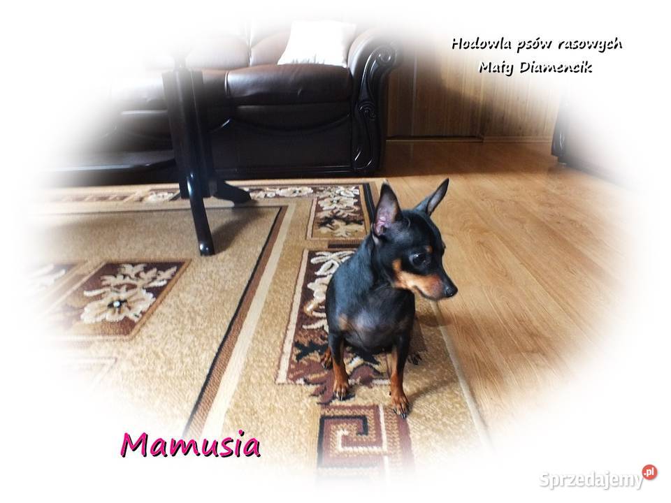 Pinczer miniaturowy Ratlerek Suczka KAJA z Żary