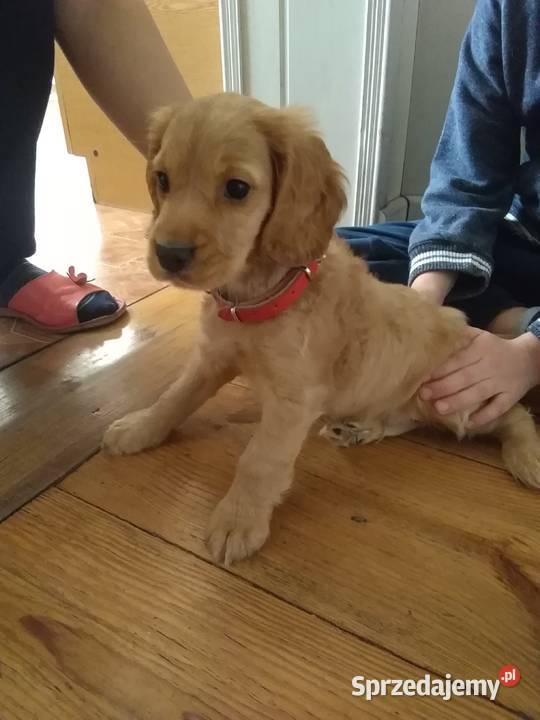 Szczeniak cocer spaniel Sobienie-Jeziory sprzedam