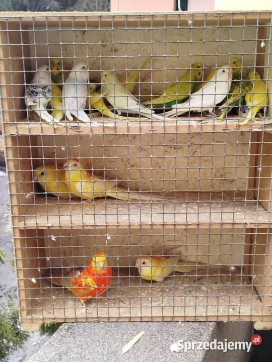Sprzedam papugi faliste Bukowiec