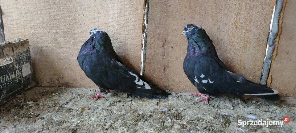 Orliki lubelskie Tokarówka sprzedam