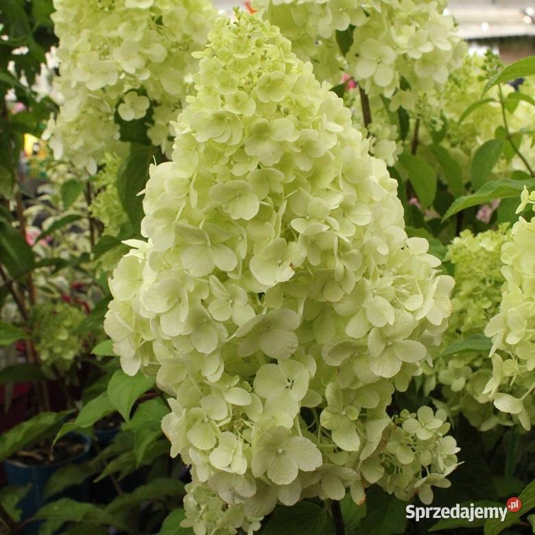 Hortensja Polar Bear Opole sprzedam