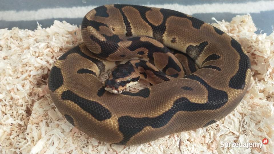 Pyton regius Wąż królewski Samce samice Lublin