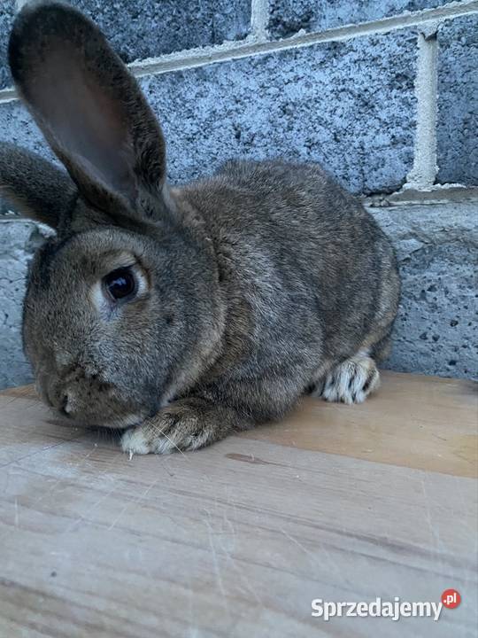 Sprzedam samczyka Skalbmierz