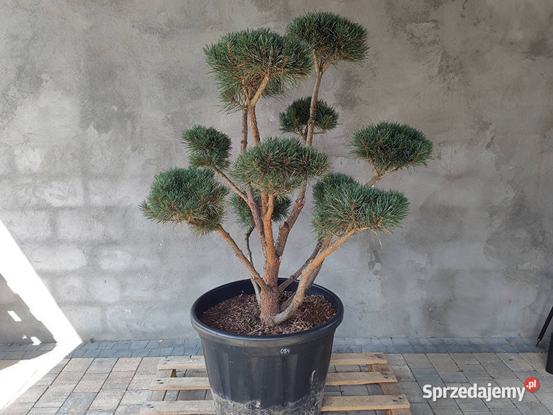Sosna pospolita formowana 084 NIWAKI BONSAI Katowice sprzedam