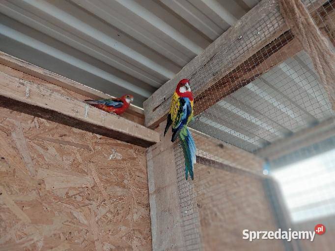 Rozelle białolice para Koło sprzedam