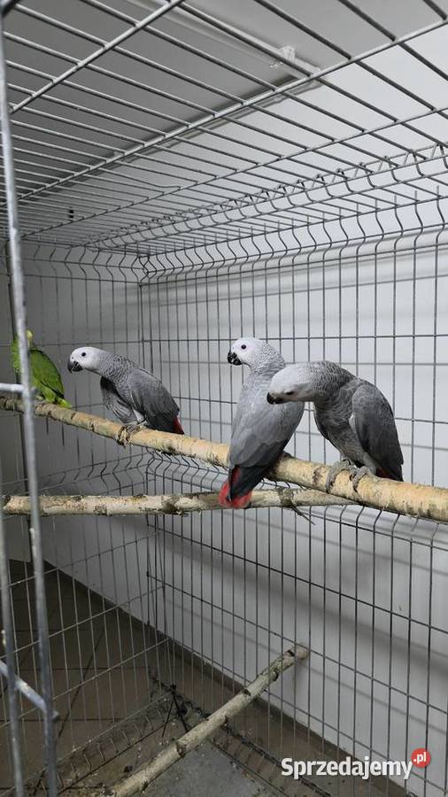 Żako ręcznie karmione Ptaki śląskie Ornontowice