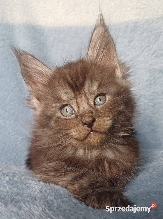 Maine Coon kocurek ns rodowód Fpl