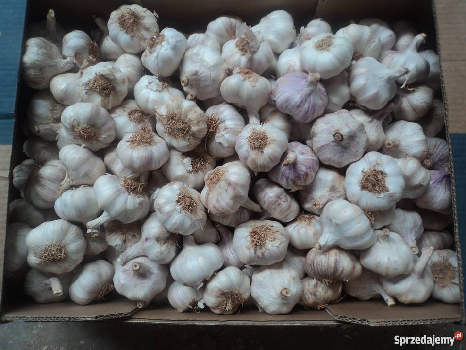 Hiszpański wiosenny fioletowy 590 kal5055