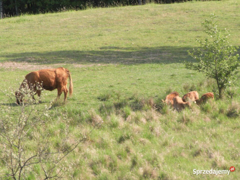 Krowy stado mięsne mieszańce warmińsko-mazurskie Dźwierzuty
